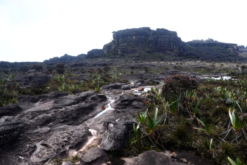 南米の秘境、ギアナ高地のロライマ山トレッキング。固有植物を見る