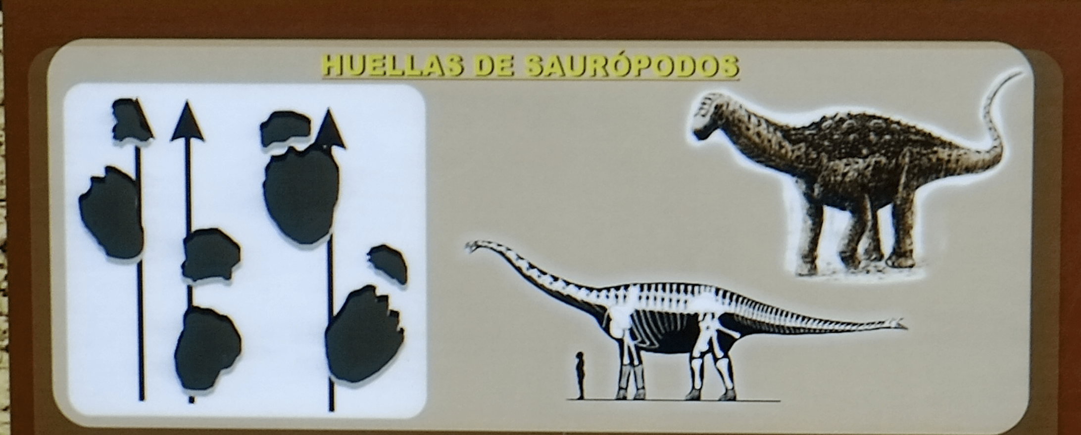 南米ボリビアのトロトロ国立公園へ。恐竜の足跡を見て妄想にふける。足跡は獣脚類、鳥脚類、竜脚類、曲竜類。
ボリビアのグランドキャニオンと呼ばれる渓谷や、鍾乳洞を探検した。