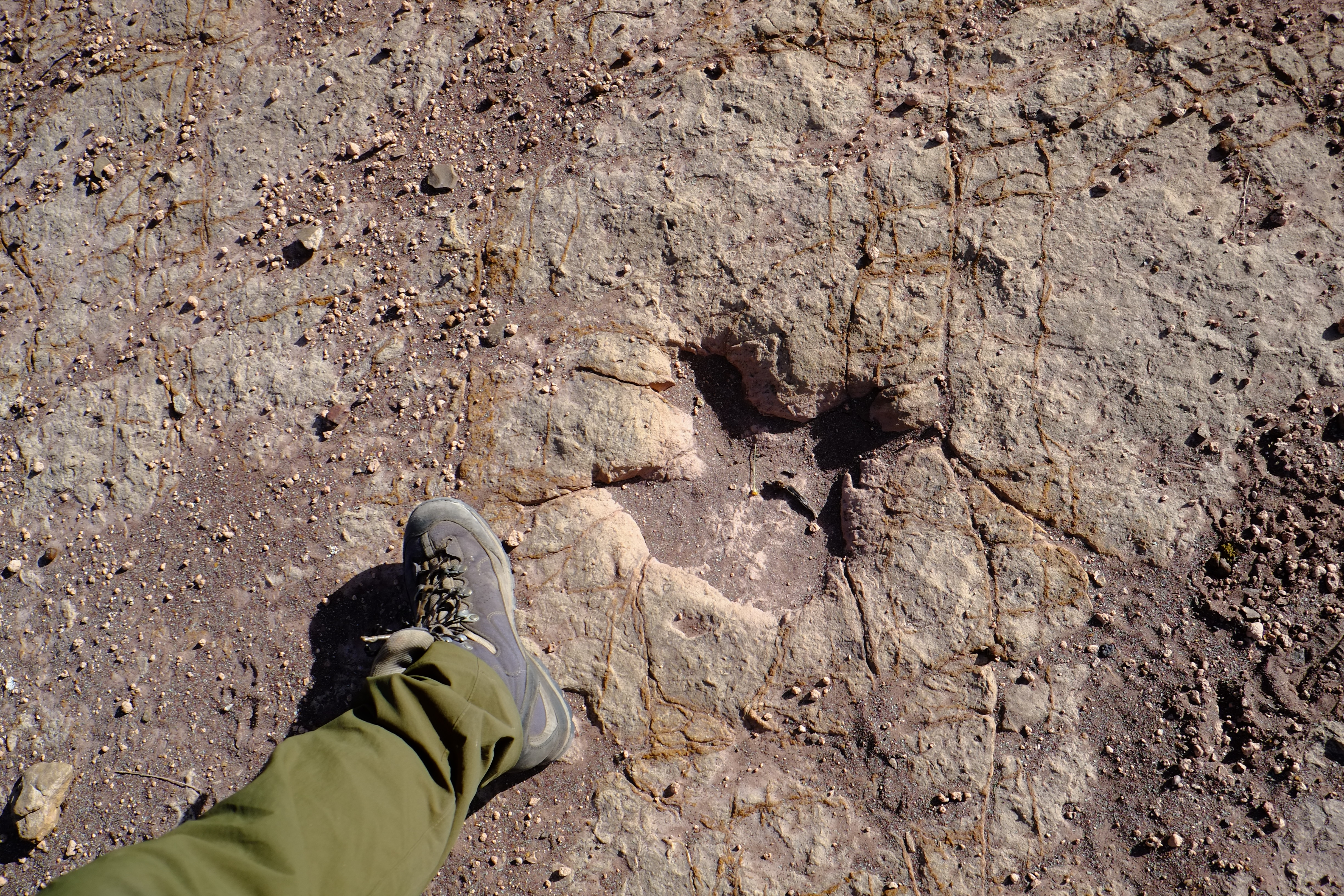南米ボリビアのトロトロ国立公園へ。恐竜の足跡を見て妄想にふける。足跡は獣脚類、鳥脚類、竜脚類、曲竜類。
ボリビアのグランドキャニオンと呼ばれる渓谷や、鍾乳洞を探検した。